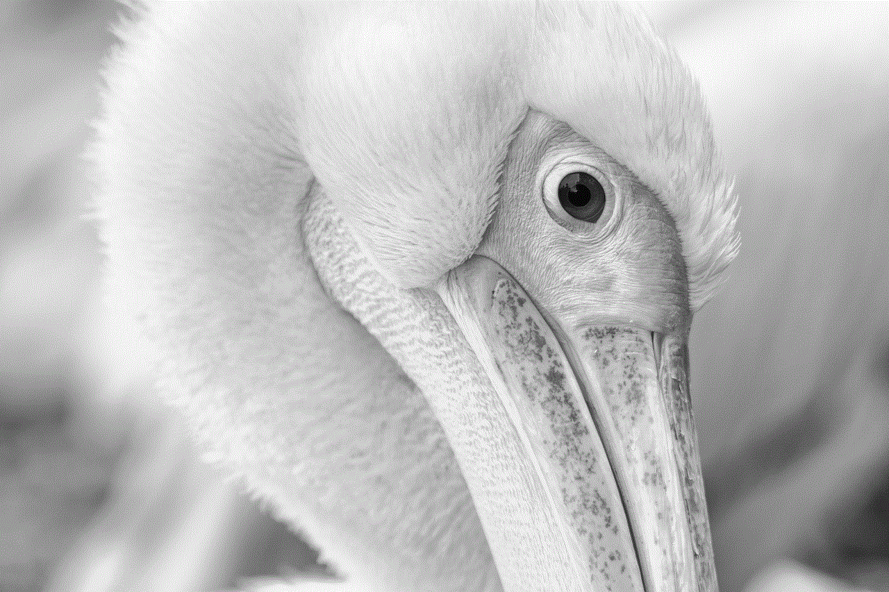 Bird Pelican