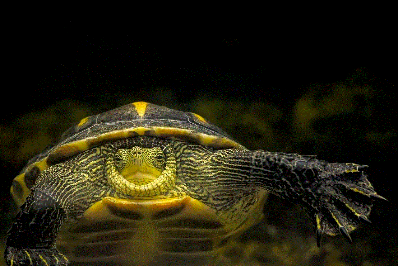 Turtle Chinese Stripe-Necked Turtle