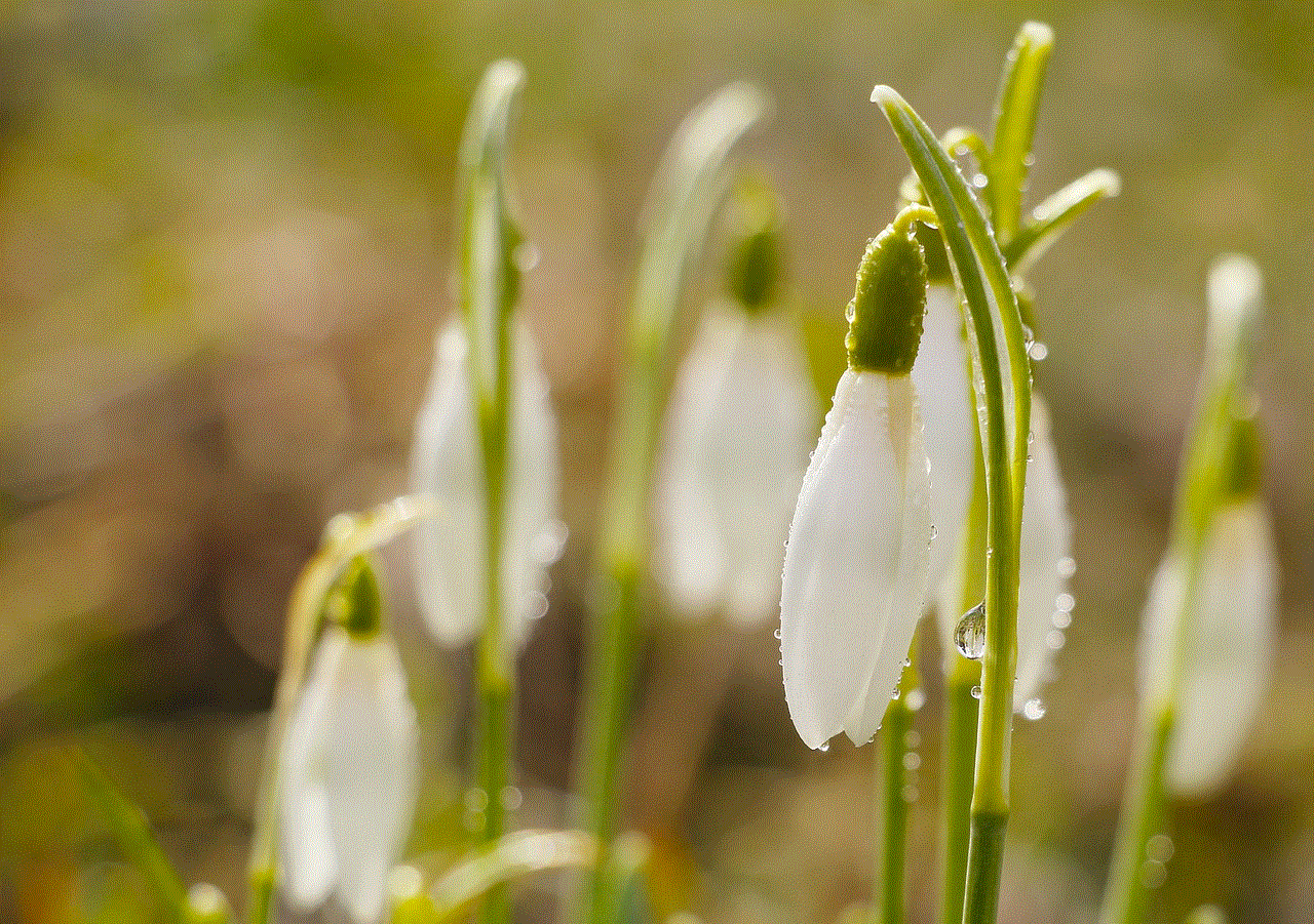 Snowdrops Flowers