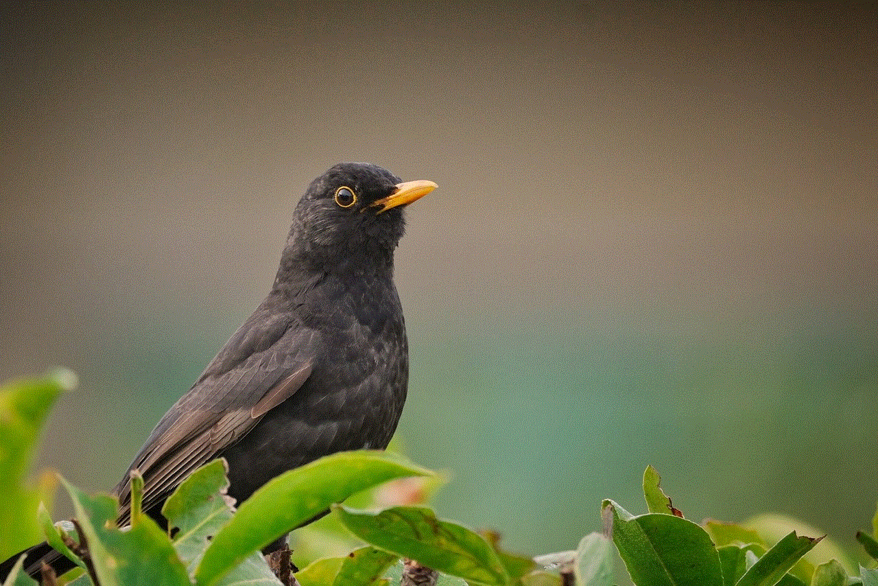 Blackbird Bird