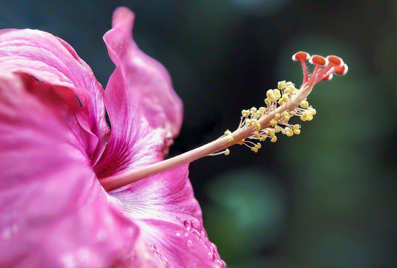 Flower Hibiscus