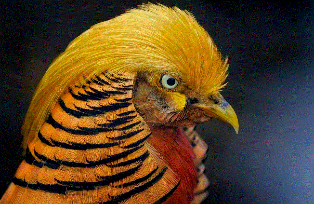 Bird Golden Pheasant
