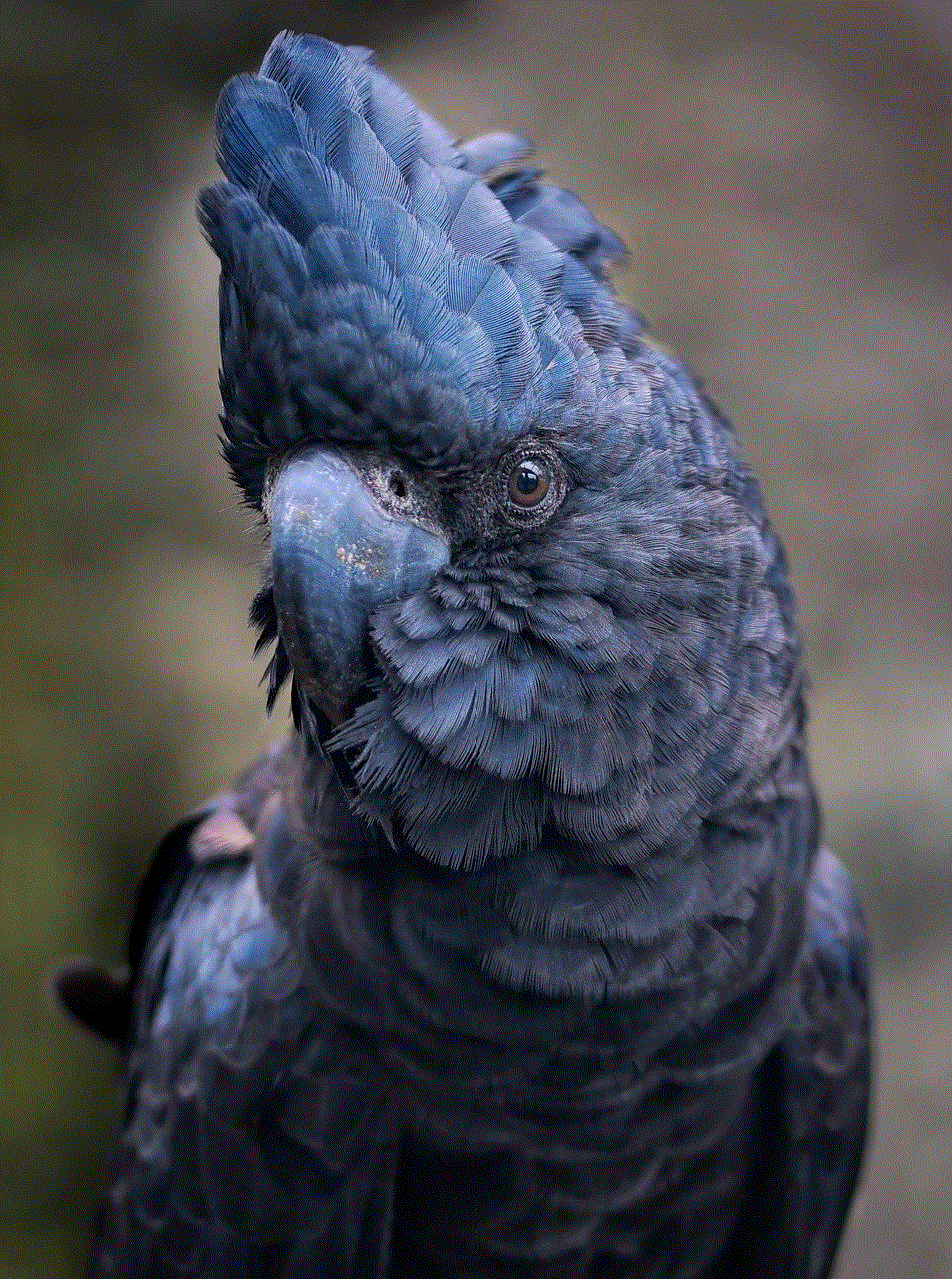 Red-Tailed Black Cockatoo Cockatoo