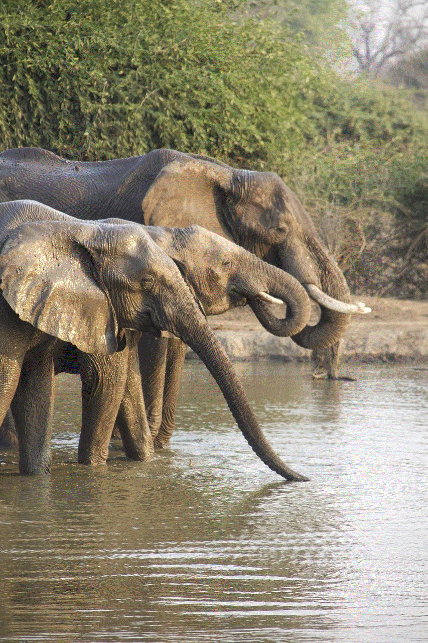 Elephants Africa