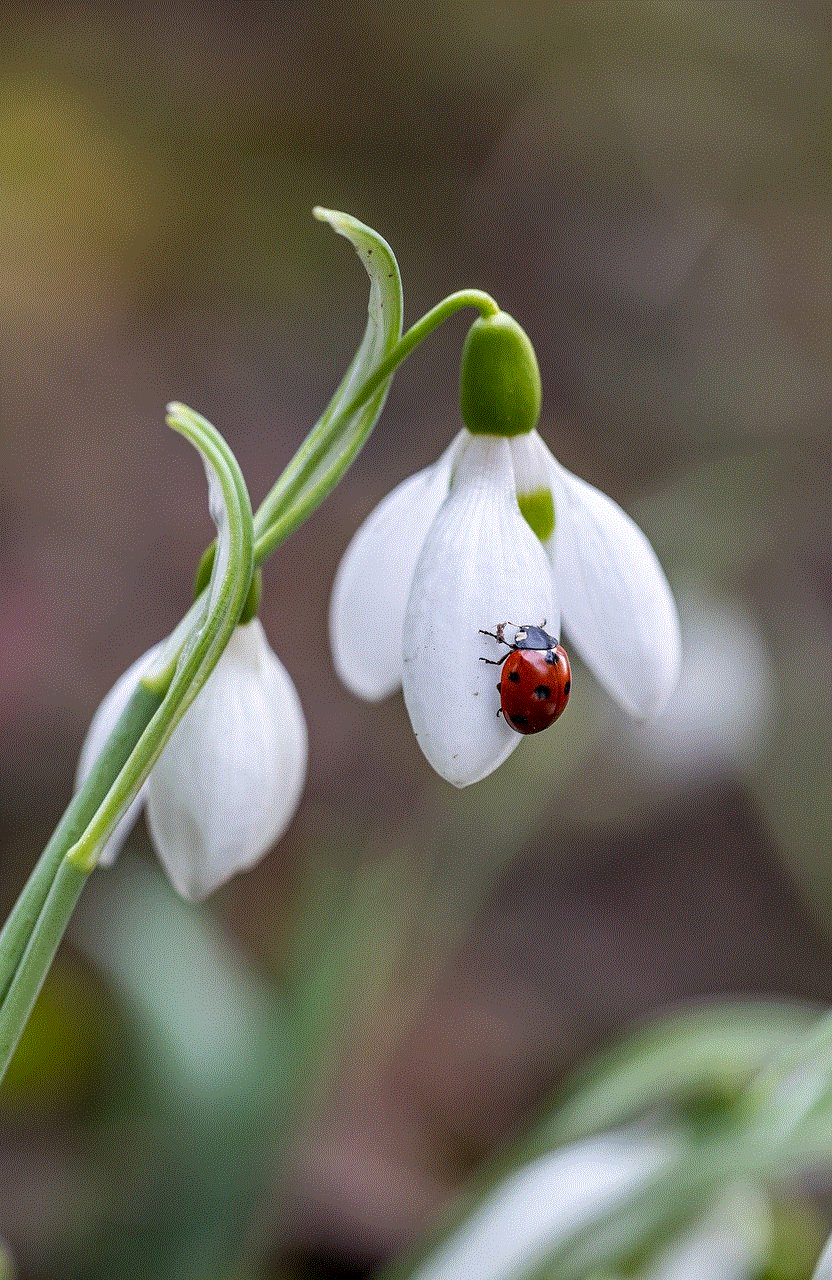 Flower Ladybug