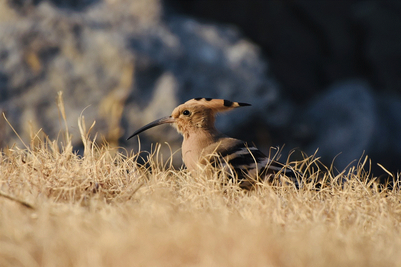 Bird Nature