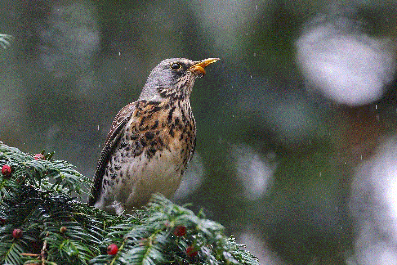 Bird Beak