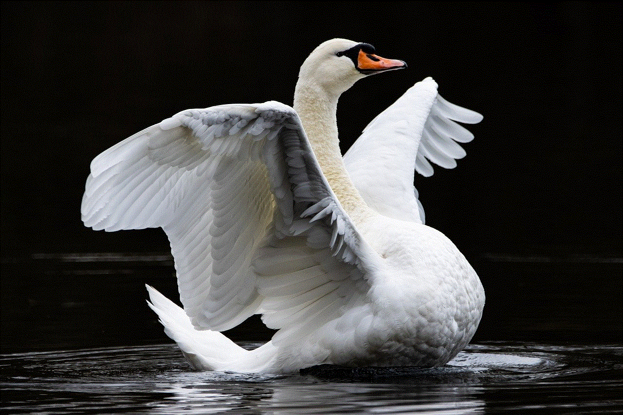 Swan Bird