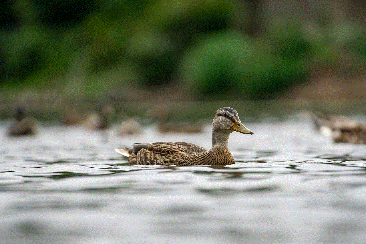 Ducks Lake