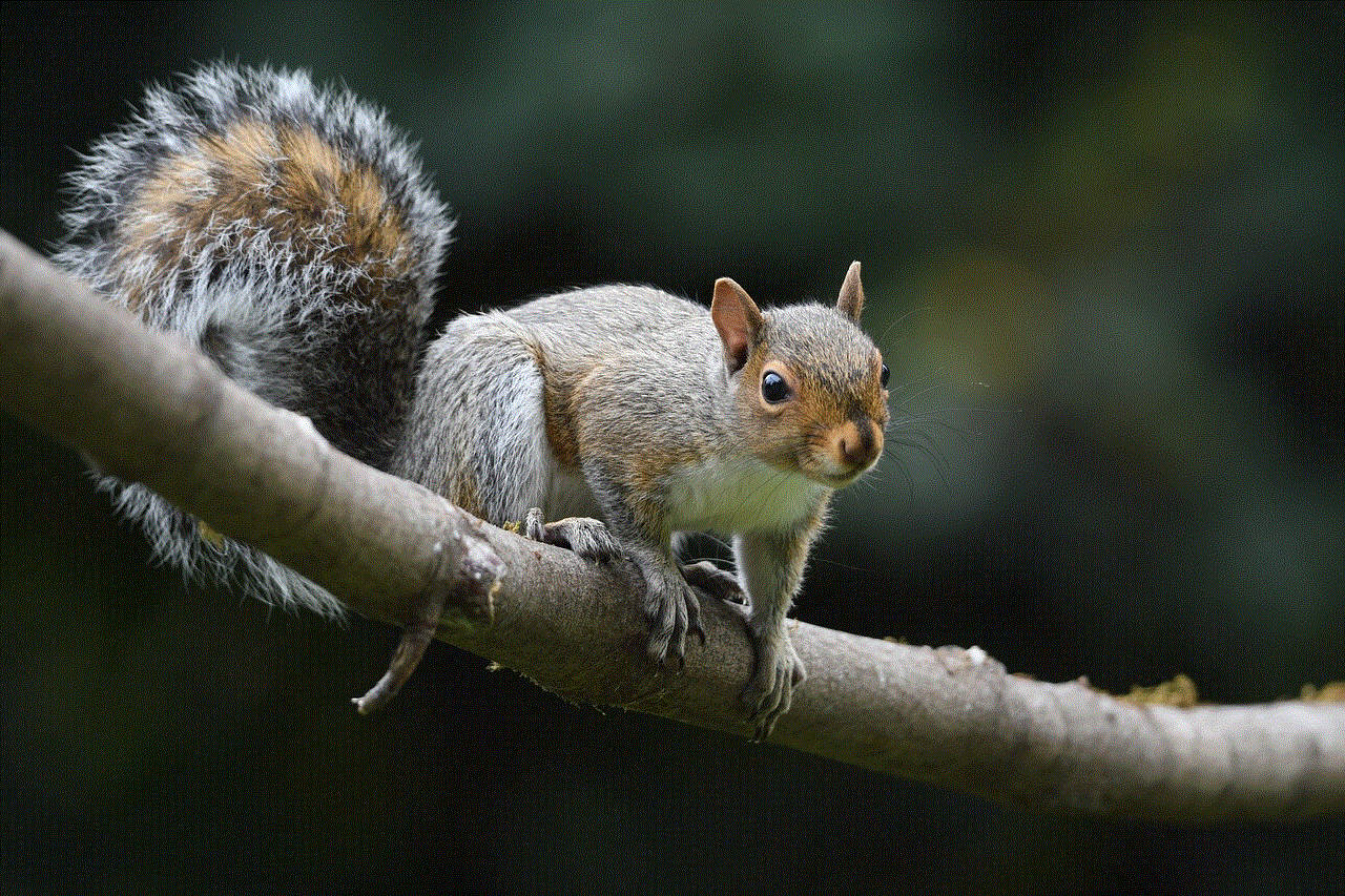 Animal Squirrel