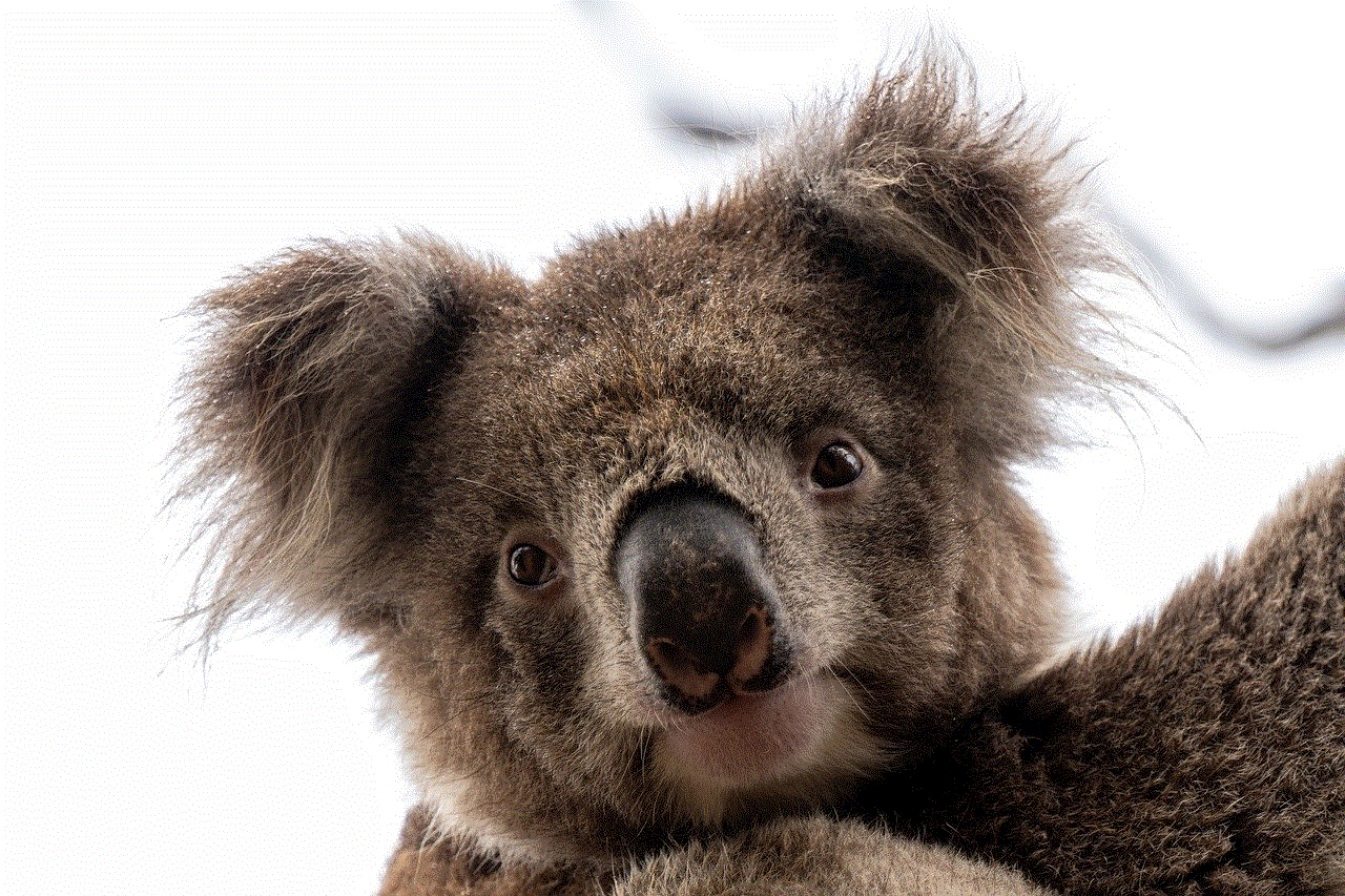 Koala Koala Bear