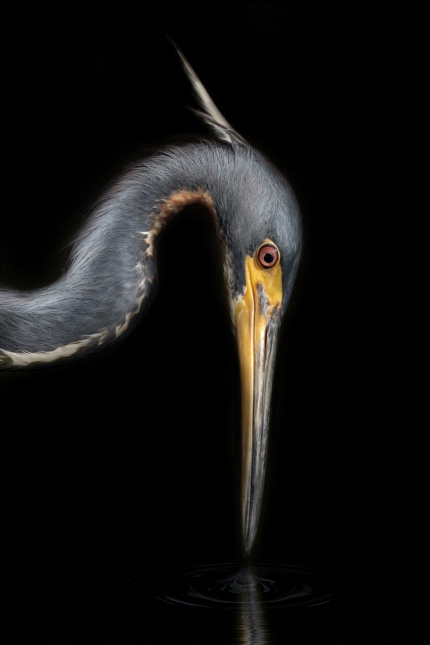 Heron Bird