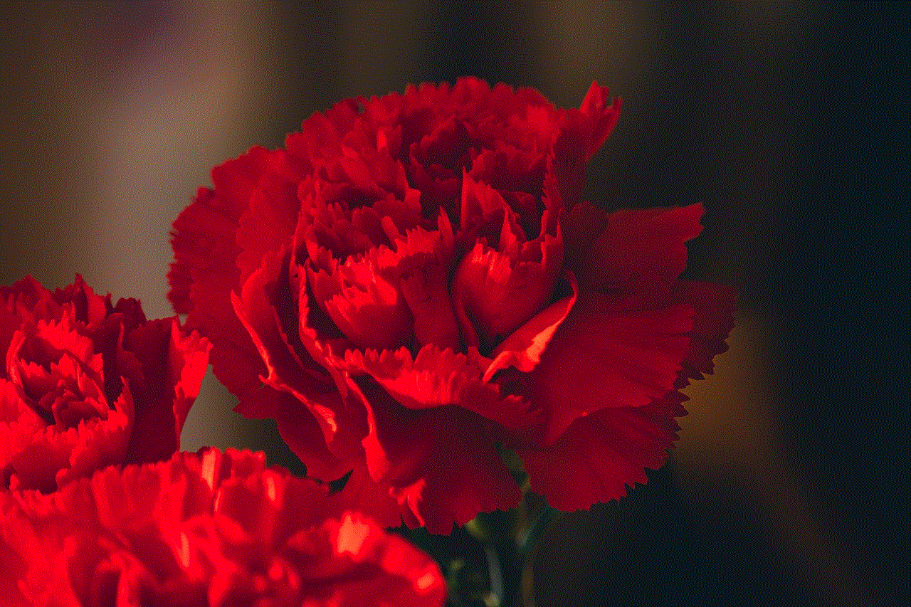 Carnations Flowers