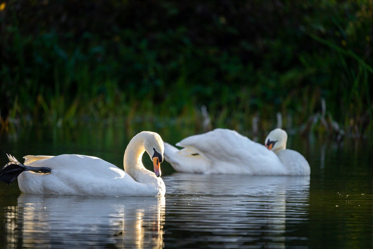 Swans Birds