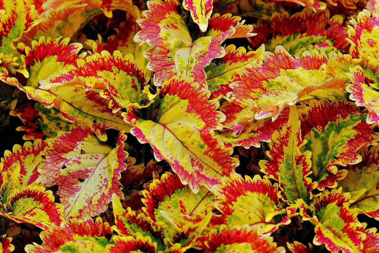 Leaves Plant