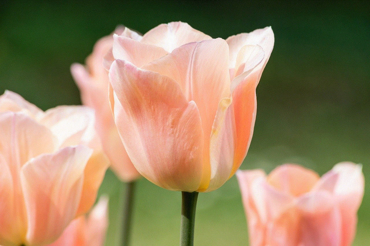 Tulip Flower