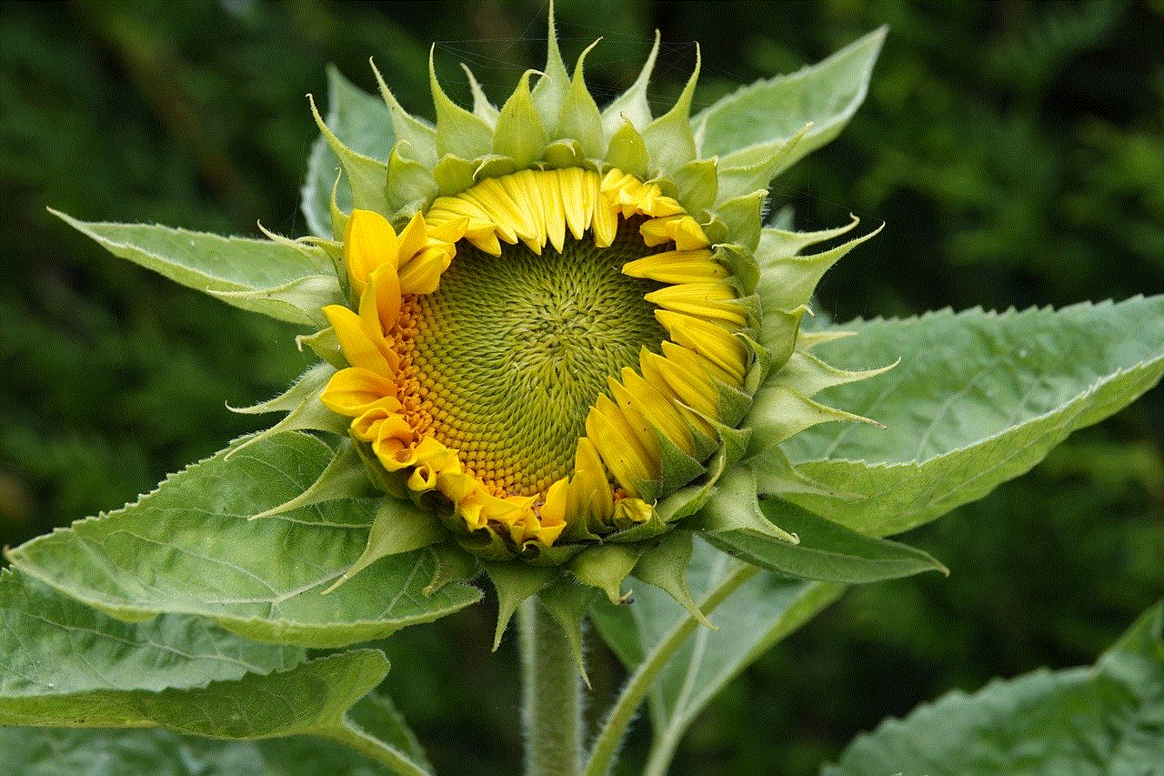 Sunflower Flower