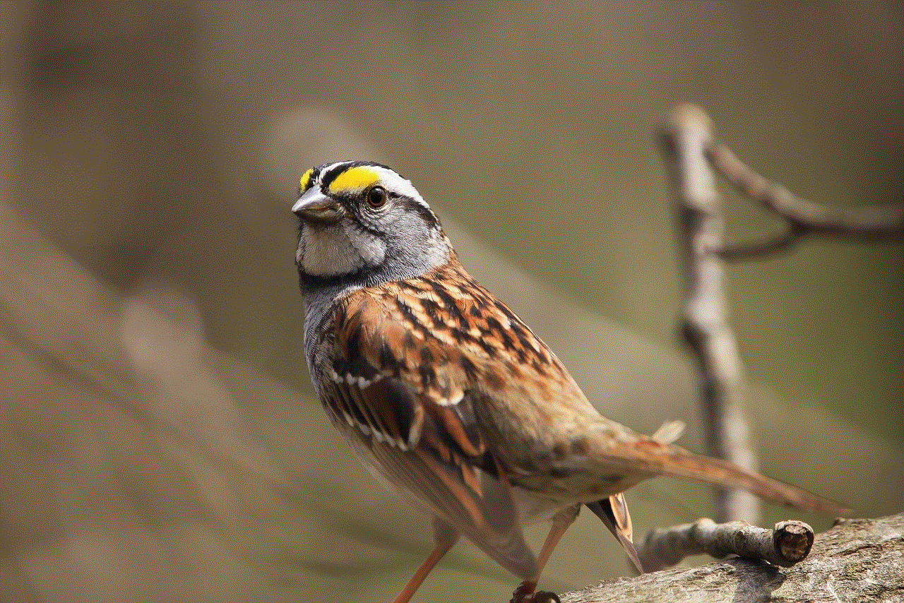 Bird Sparrow