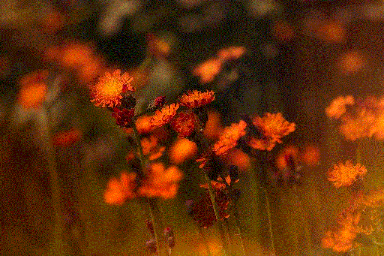 Hawkweed Weed Hawkweed Weed