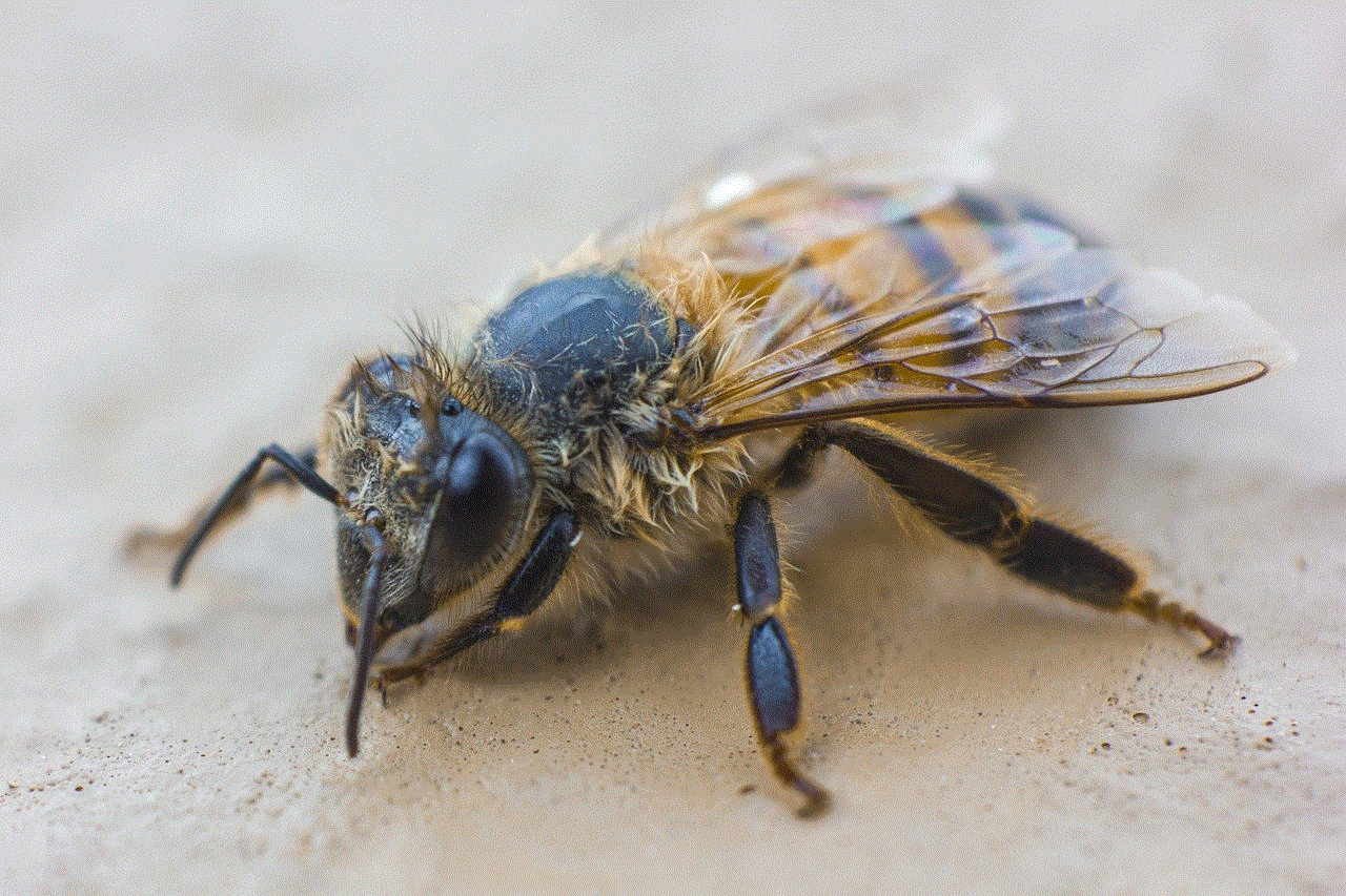 Bee Insect