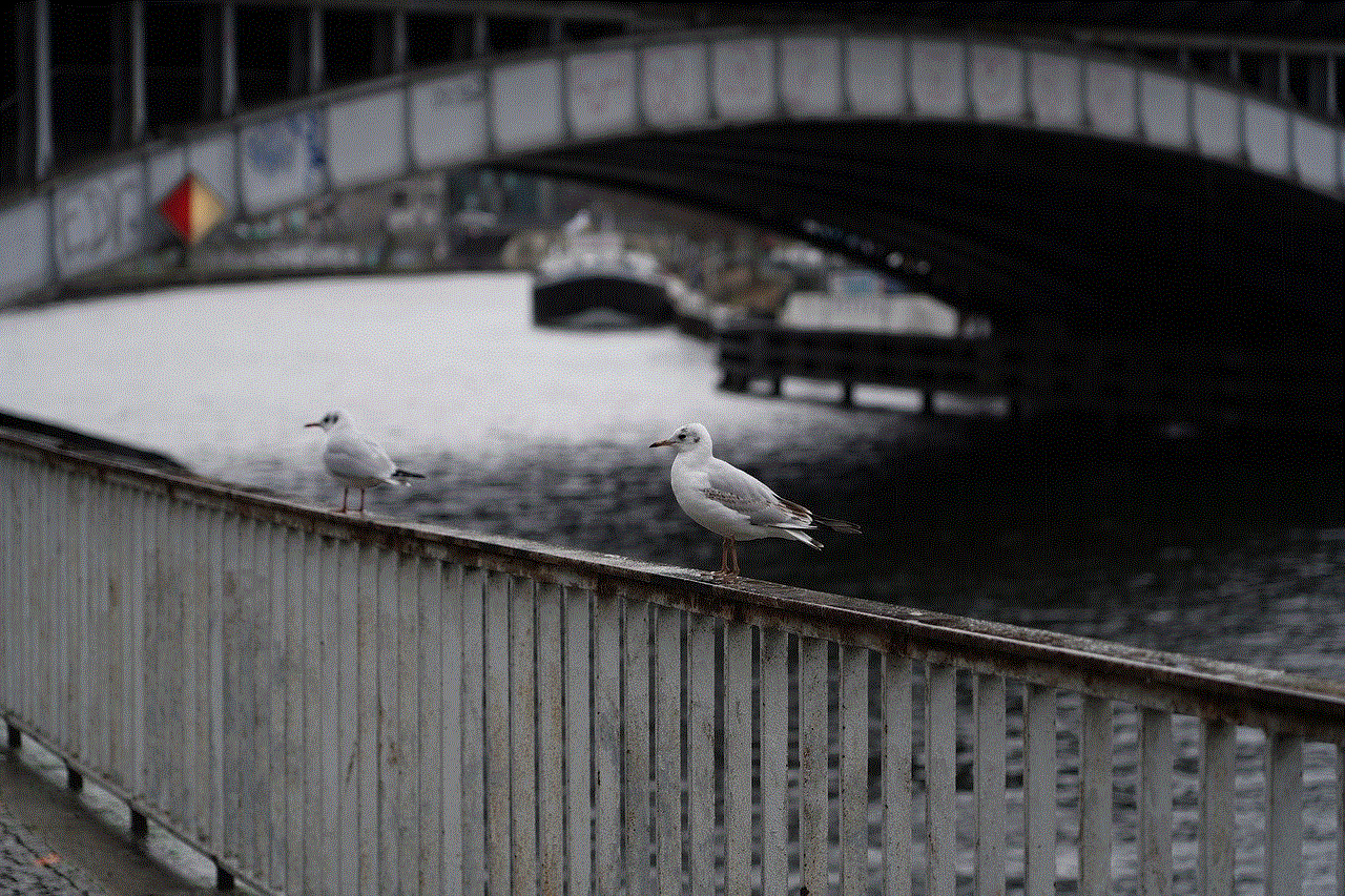 Bridge Seagull
