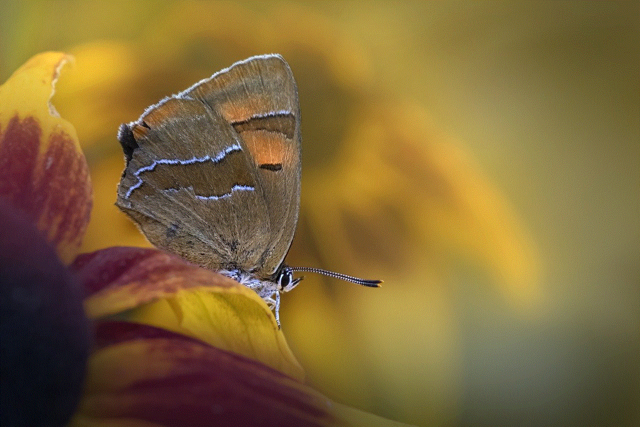 Brown Hairstreak Butterfly