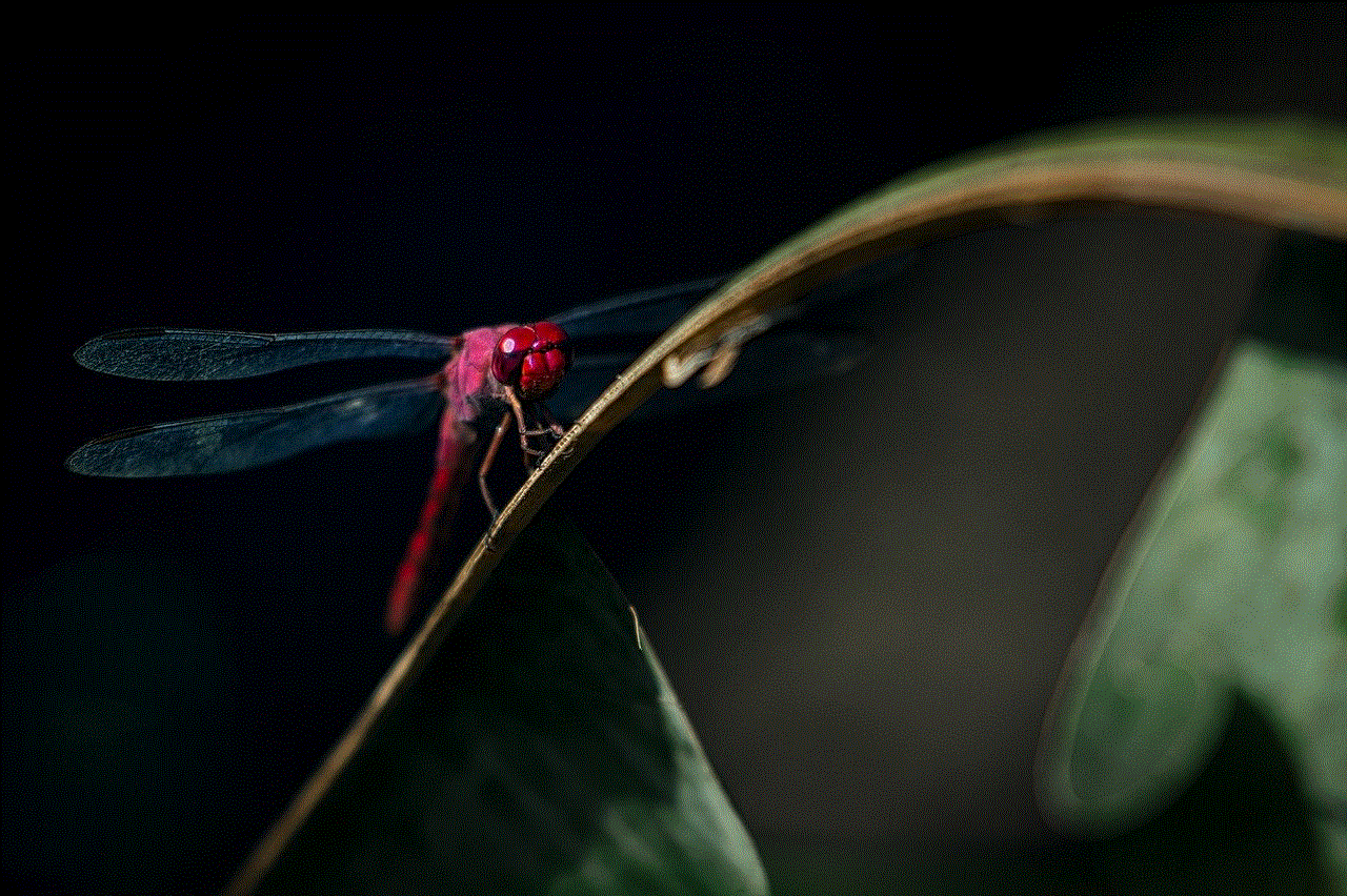 Dragonfly Insect