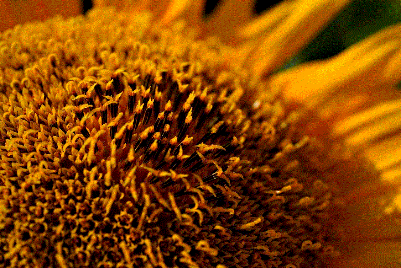 Sunflower Yellow Flower