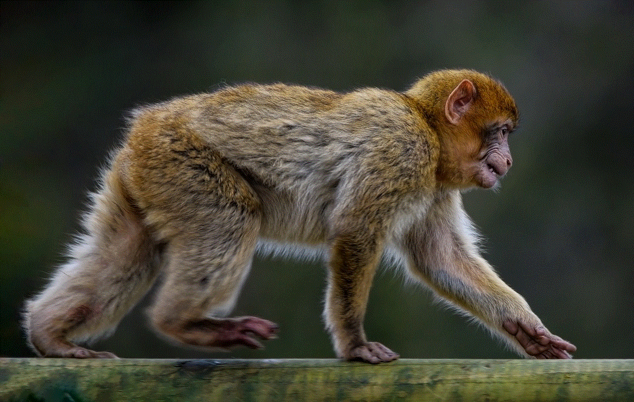 Barbary Macaque Monkey