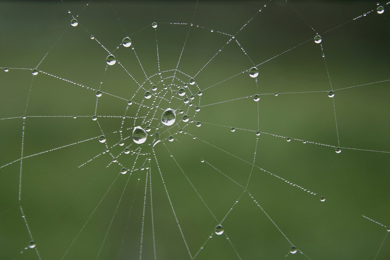 Spider Web Cobwebs