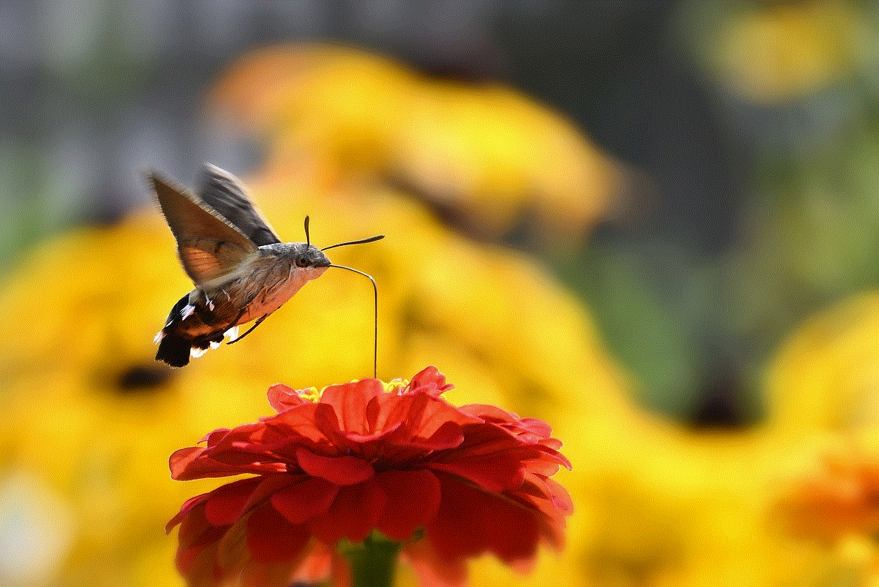 Hummingbird Hawk Moth Moth