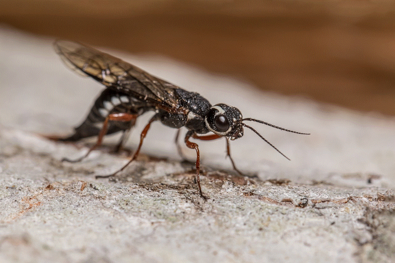Fly Robberfly