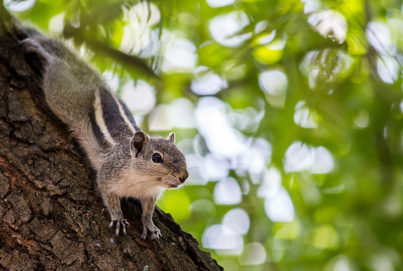 Squirrel Rodent Squirrel Rodent