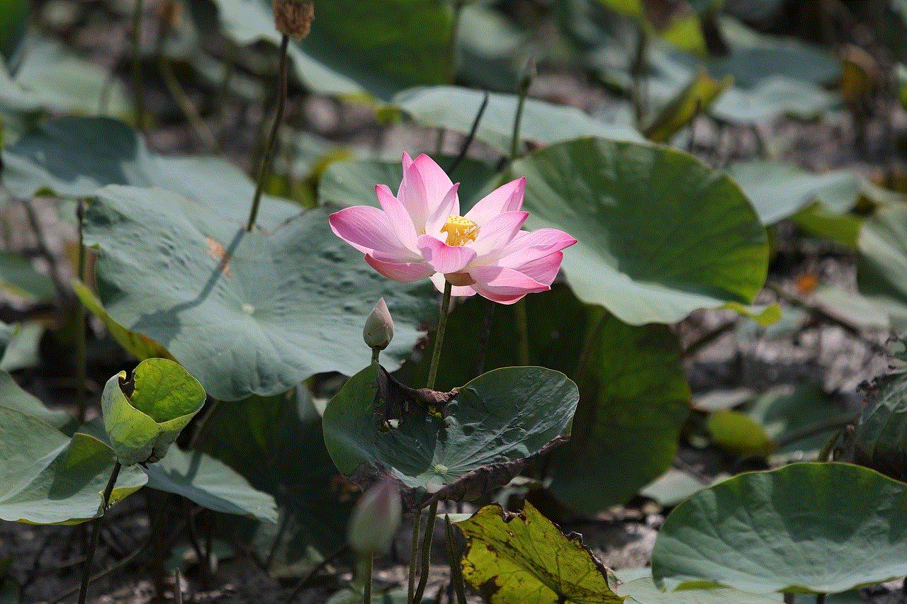 Flower Lotus