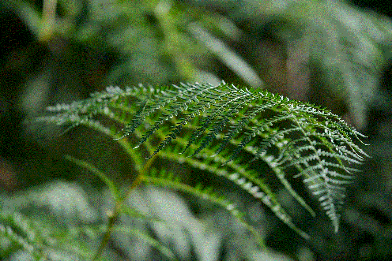 Fern Plant