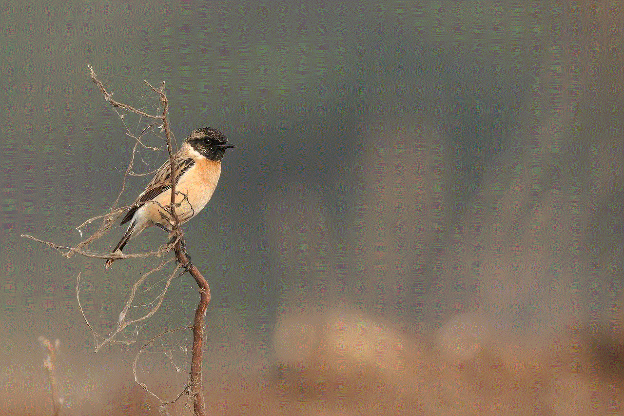 Bird Stonechat