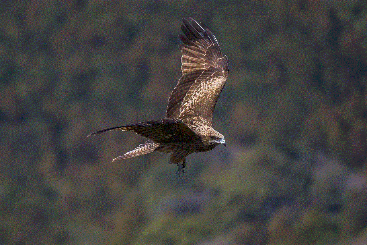 Bird Black-Eared Kite