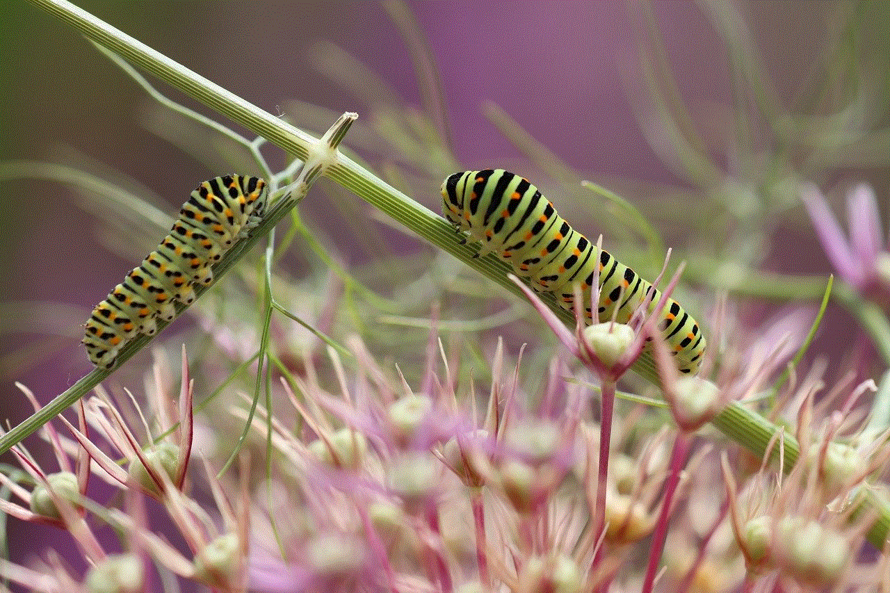 Caterpillars Butterfly