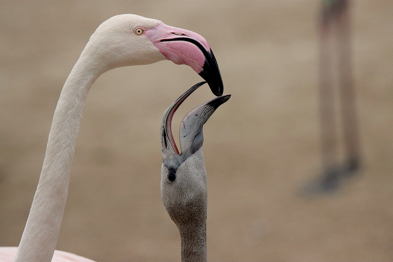 Flamingos Birds