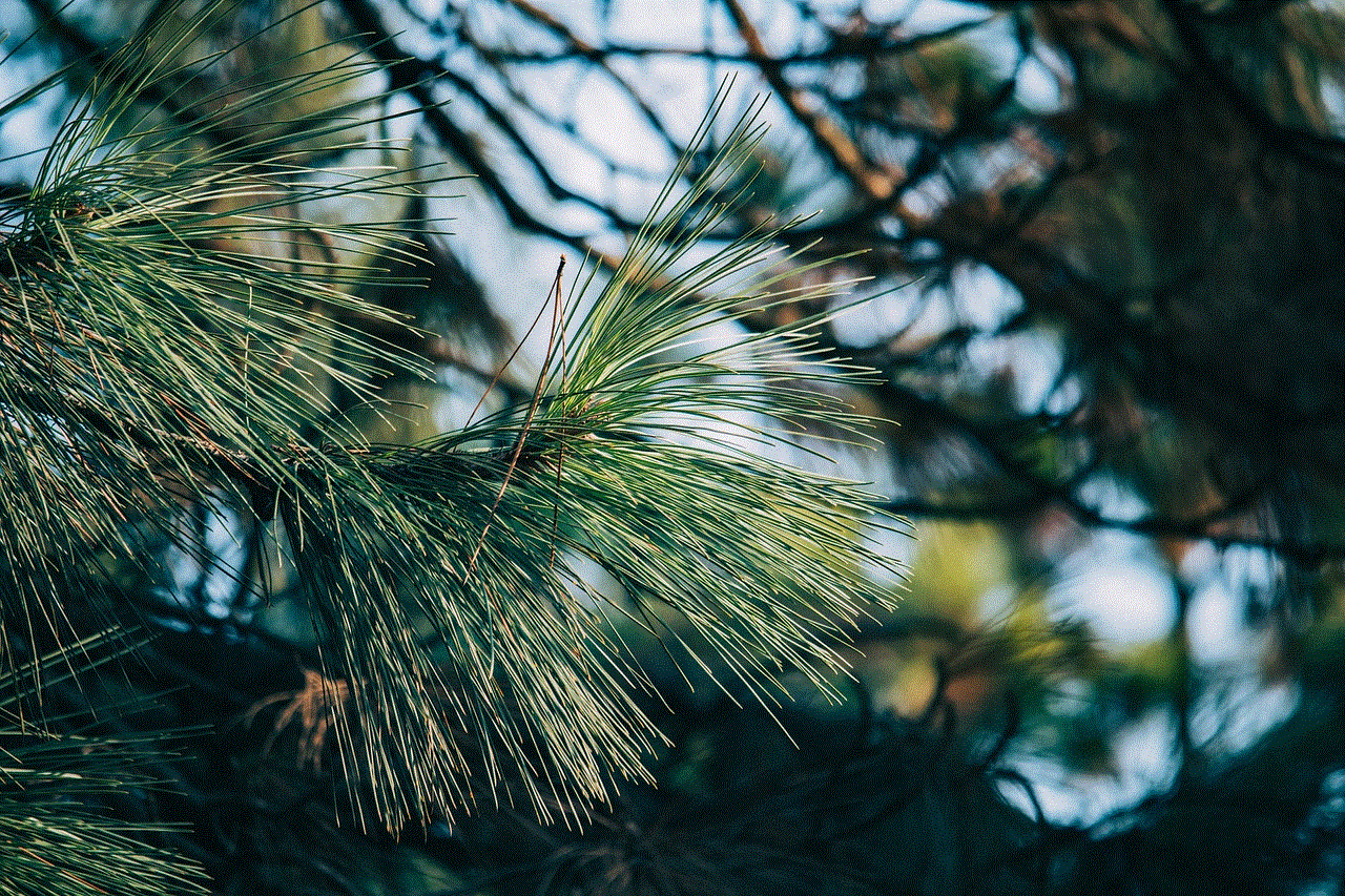 Pine Tree Branch