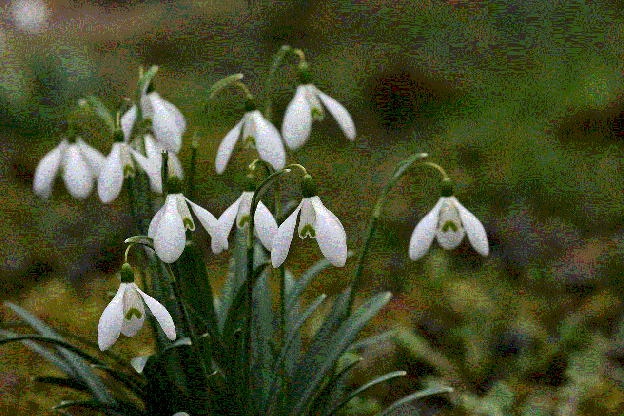 Flowers Snowdrops