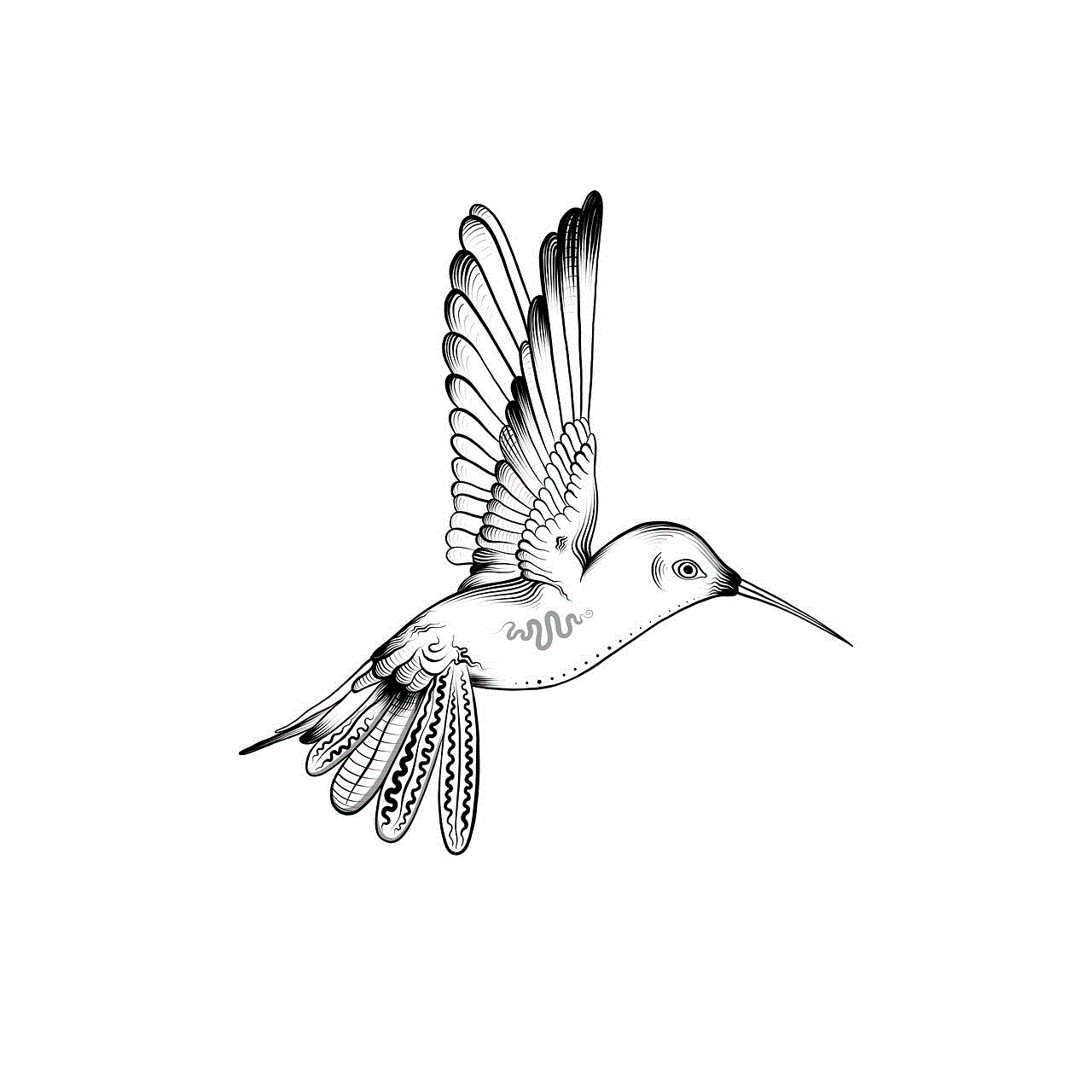 Bird Hummingbird