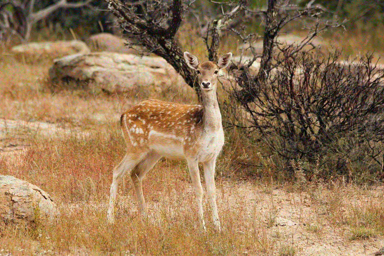 Deer Fallow Deer