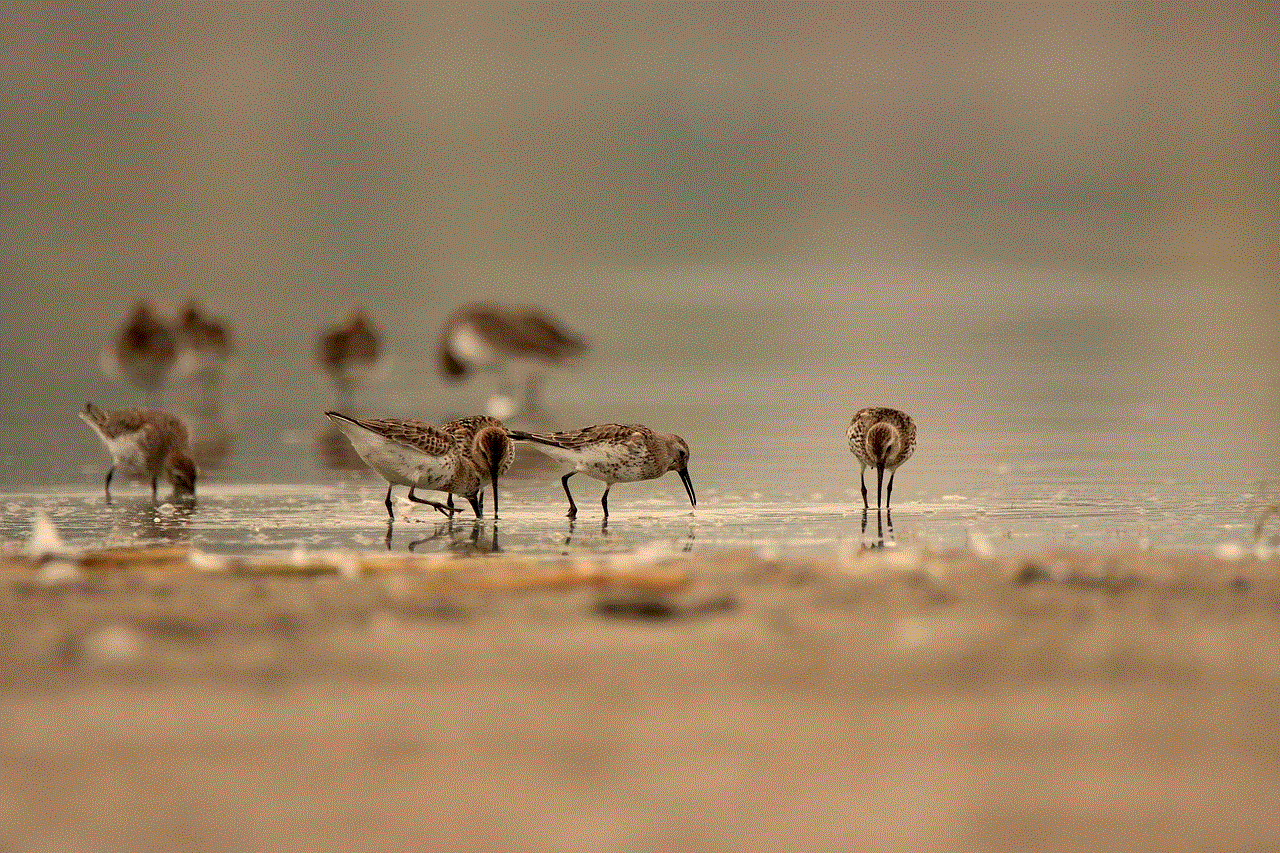 Dunlins Birds