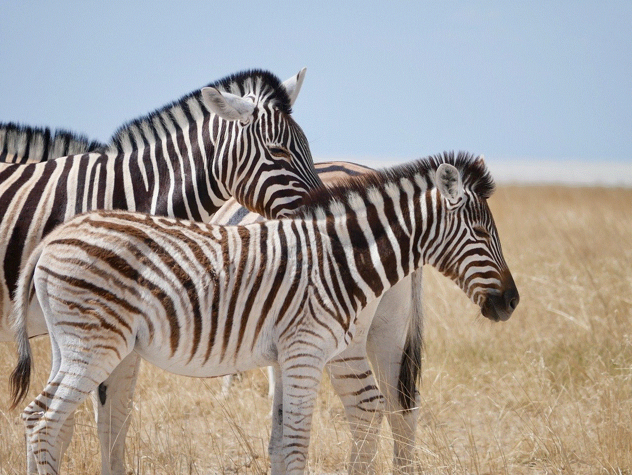 Zebra Africa