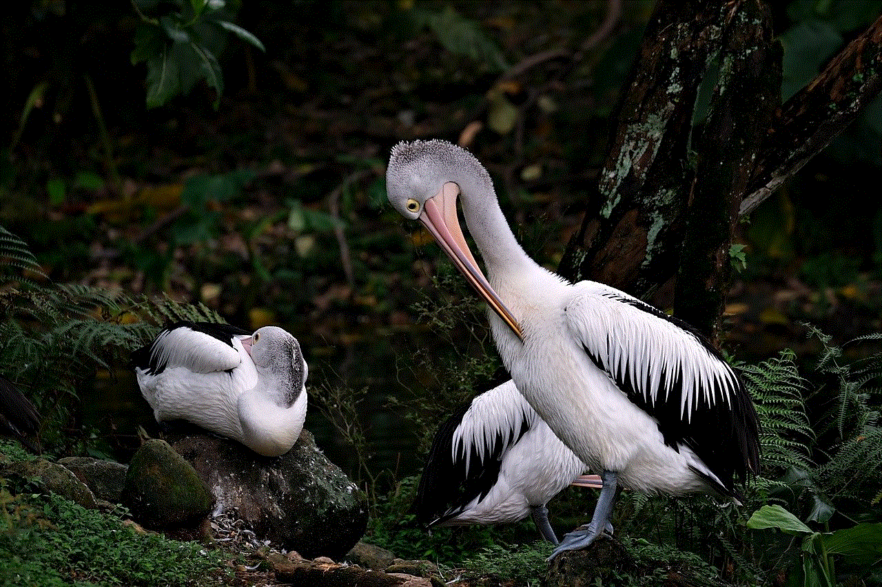 Pelicans Birds