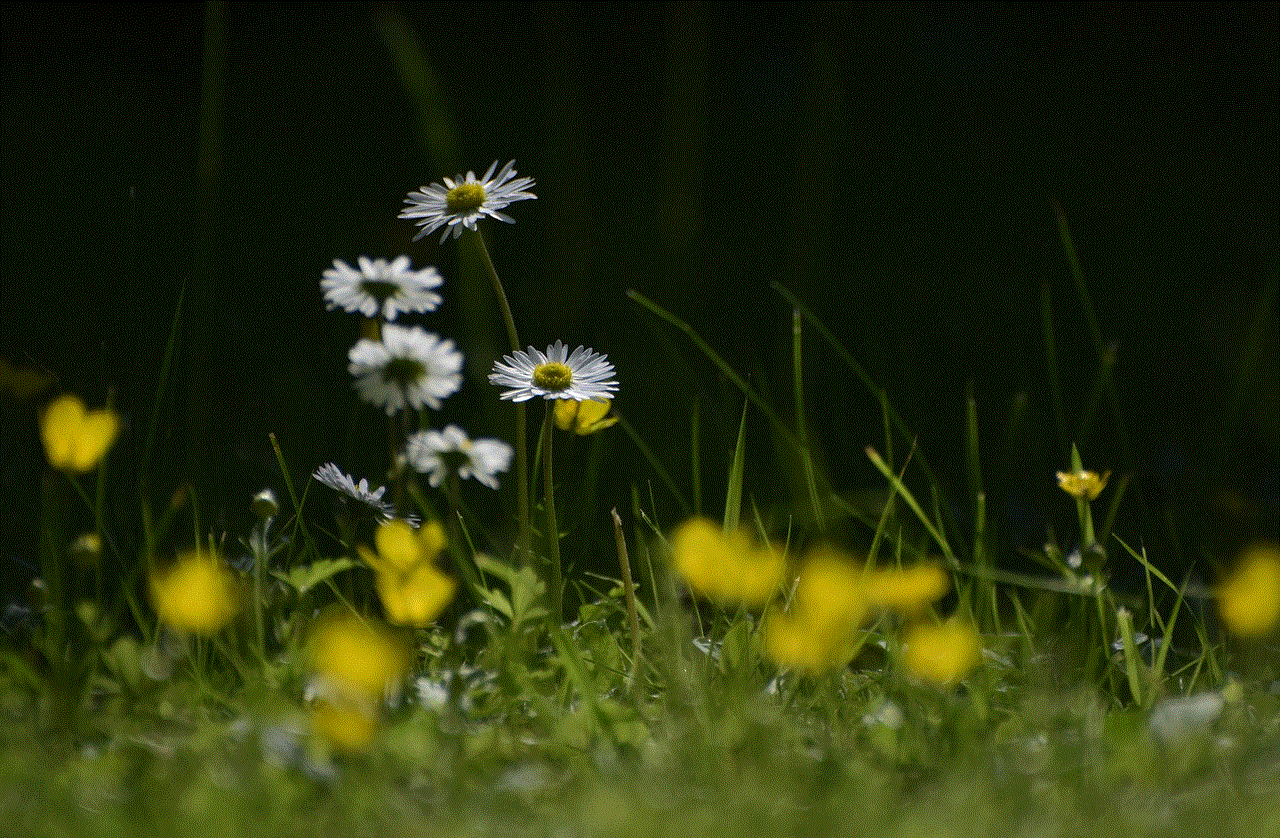 Daisy Flowers