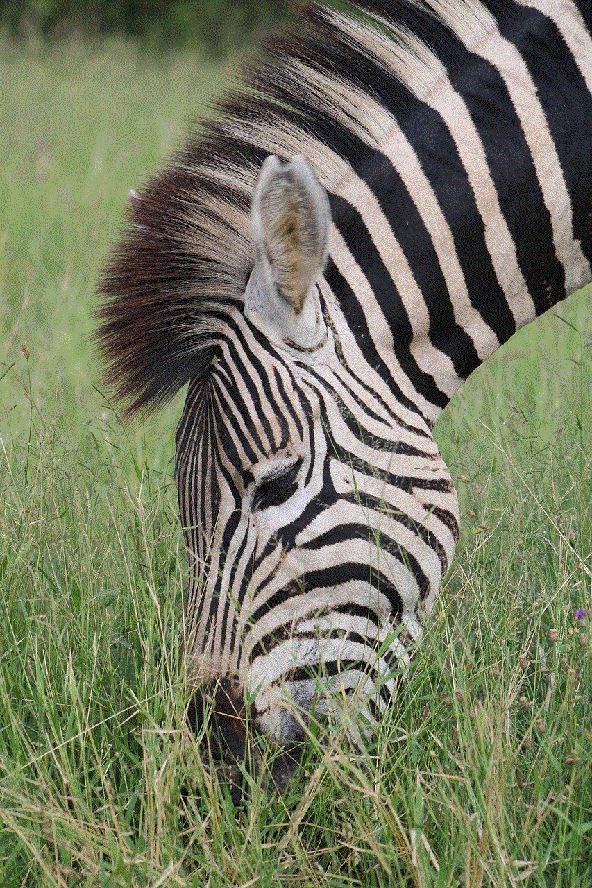 Zebra Equine