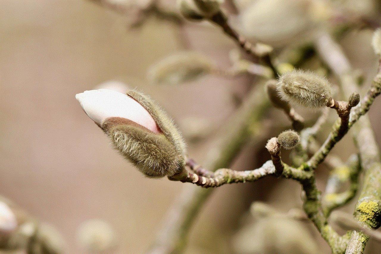 Magnolia Stellata Magnolia