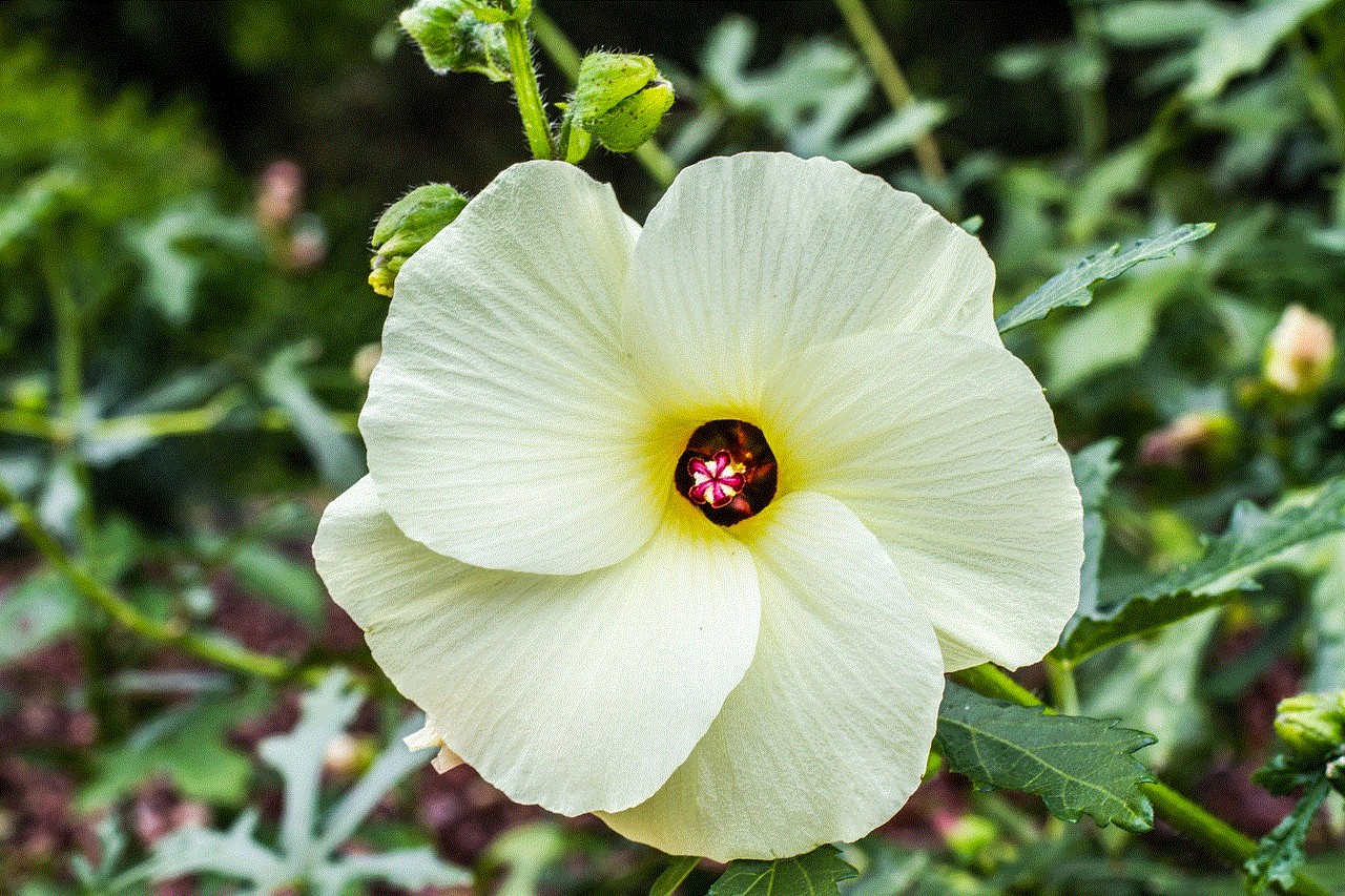 Edible Hibiscus Flower